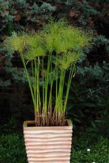 cyperus-papyrus02.jpg