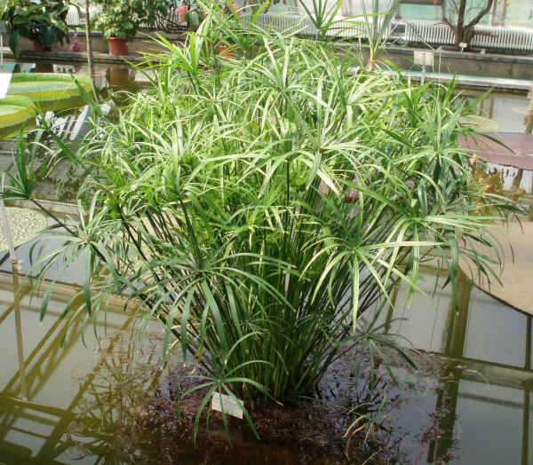 cyperus_involucratus.JPG