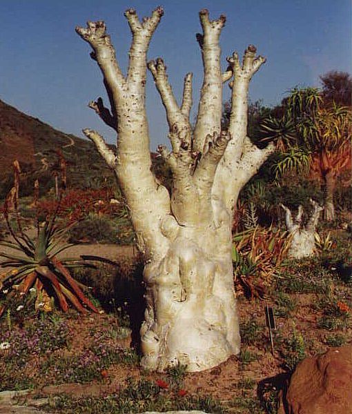 Cyphostemma_spec.jpg