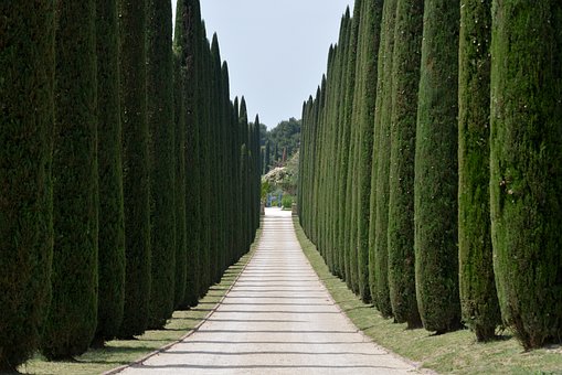cypresses-785467__340.jpg