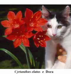 Cyrtanthus_elatus_e_Dora.JPG