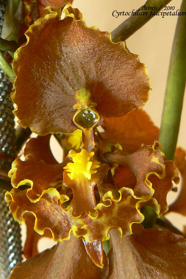 Cyrtochilum_falcipetalum_01.jpg