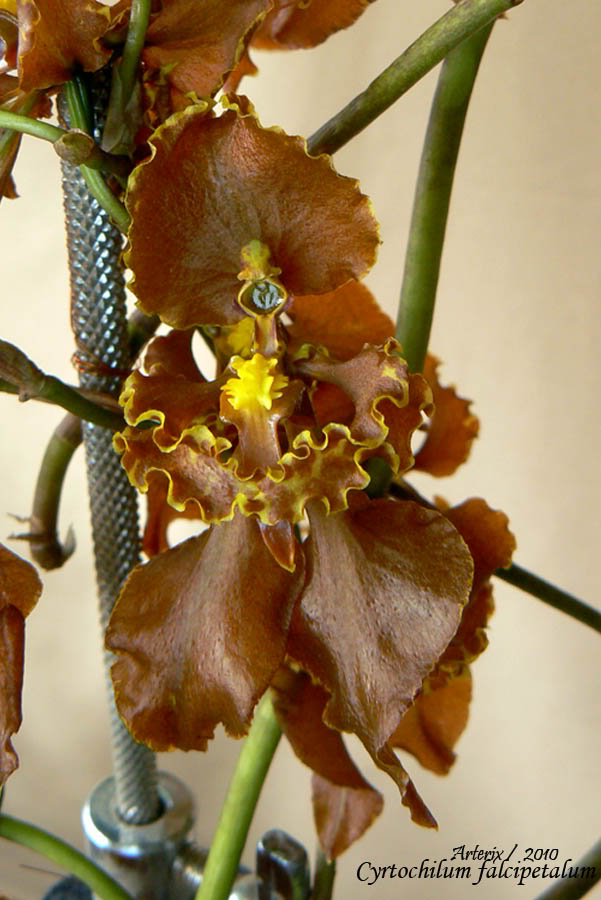 Cyrtochilum_falcipetalum_1_02.jpg