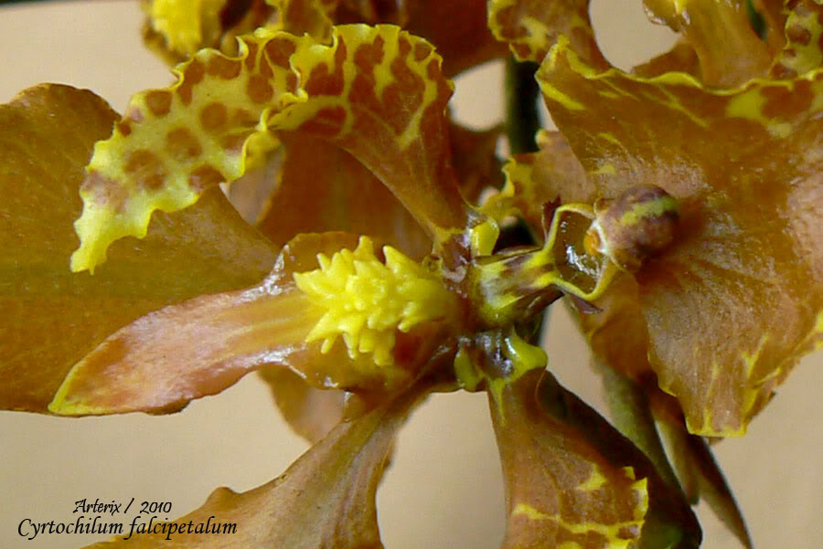 Cyrtochilum_falcipetalum_2_01.jpg