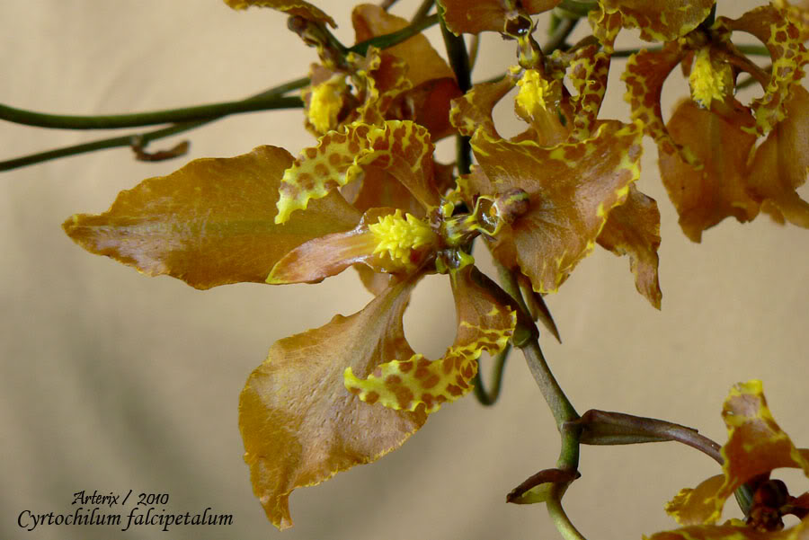 Cyrtochilum_falcipetalum_2_03.jpg