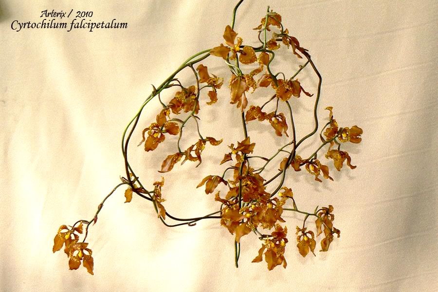 Cyrtochilum_falcipetalum_2_04.jpg