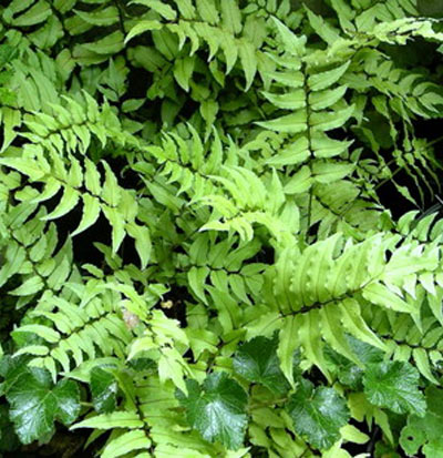 cyrtomium-fern-400.jpg