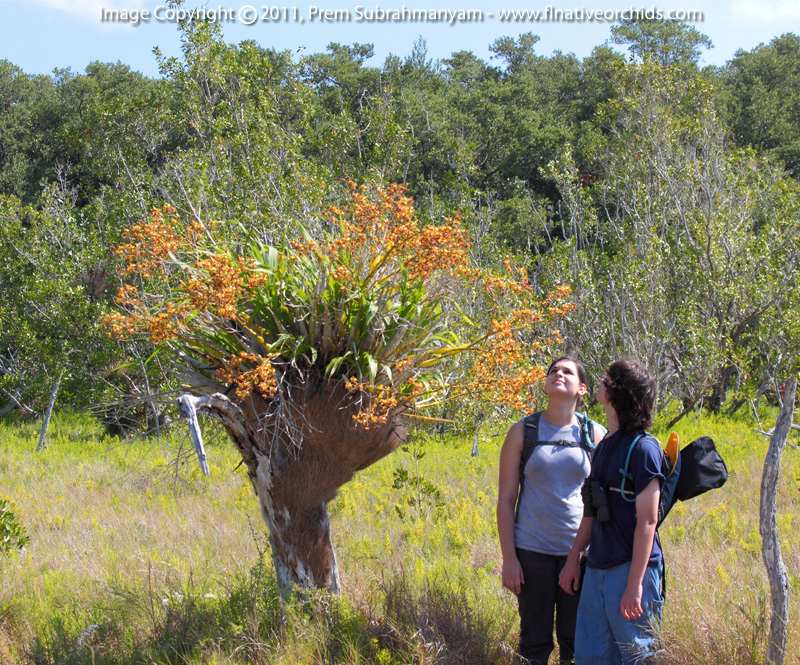 cyrtopodium_punctatum_large_with_kids.jpg
