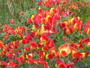 Cytisus%20Lena.jpg