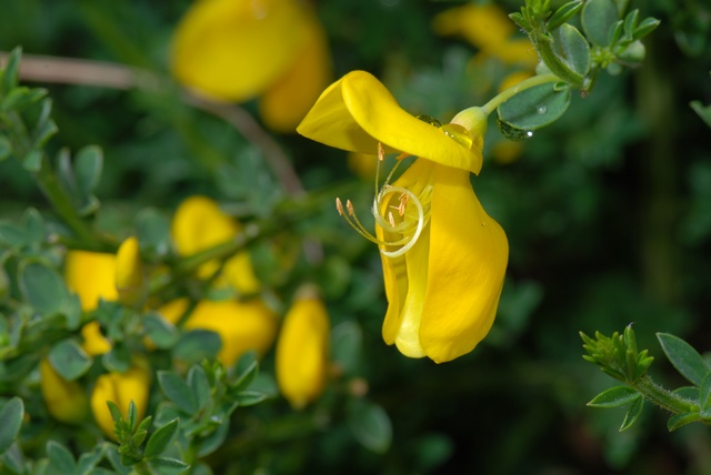Cytisus%20scoparius%20ssp%20scoparius%2000014.JPG