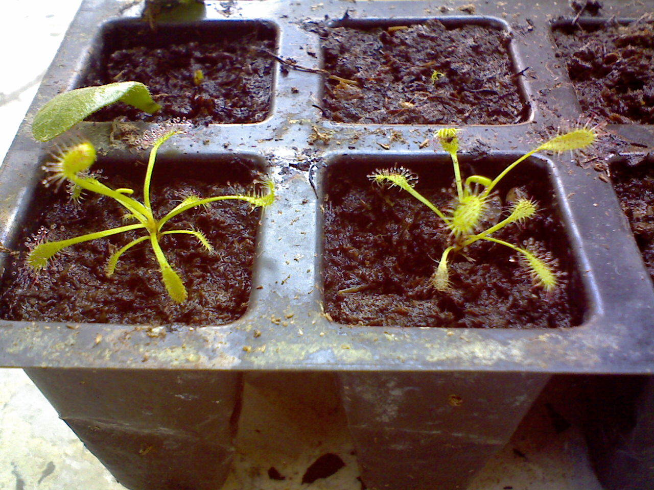 D%20capensis.jpg