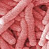 d-legionella3.jpg