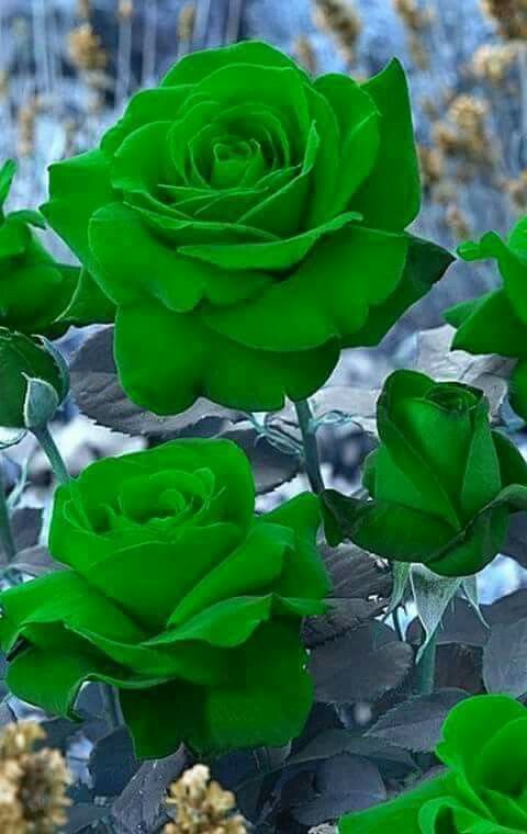 d0d3bdd524d426de21196d02e561c2e9.jpg