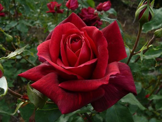 d322dace5c091f42e63f2bf729176221--rose-flowers-red-roses.jpg