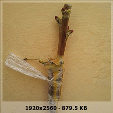 d422db64246a880ad28c9802347cabfeo.jpg