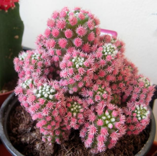 d51e72c0666fbb3be5f9c90702776e92--cactus-plants-cacti-and-succulents.jpg