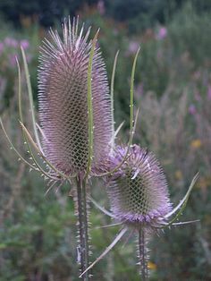 d72842eaeac37be59791ae4788b641ea--wildflowers-heide.jpg