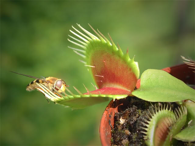 d_muscipula04.jpg