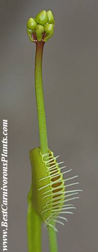 D_muscipula_flower_and_trap_Copyright_R_Simek.jpg