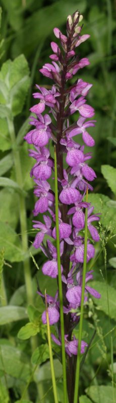 Dactylorhiza%20sp%202.jpg