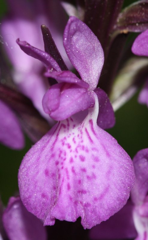 Dactylorhiza%20sp.jpg