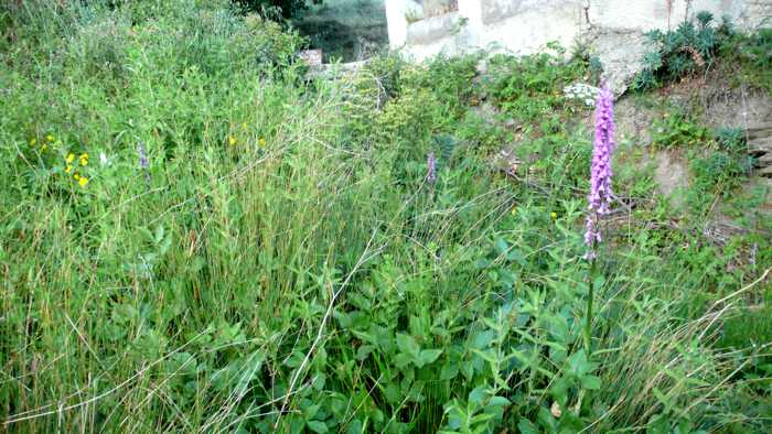 dactylorhiza_elata_1.jpg