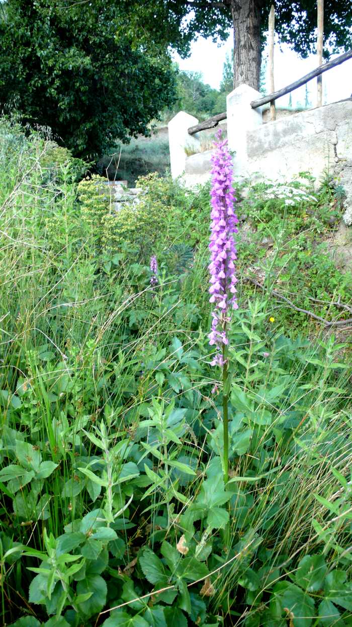 dactylorhiza_elata_2.jpg