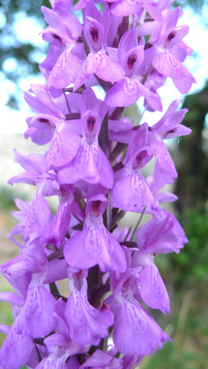 dactylorhiza_elata_3.jpg