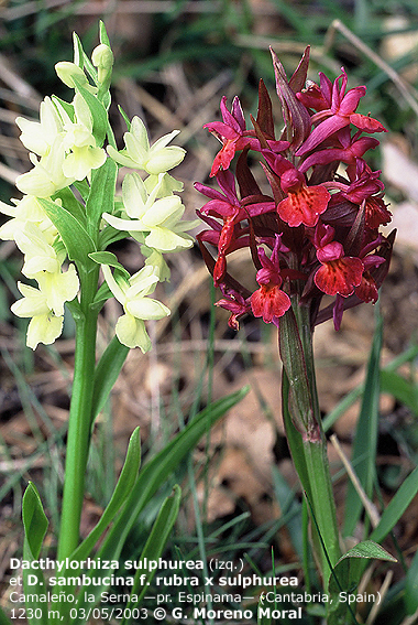 Dactylorhiza_sambucina_x_sulphurea_F1000006_S_Serna.jpg