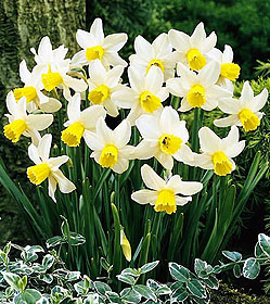 Daffodil6JackSnipe.jpg