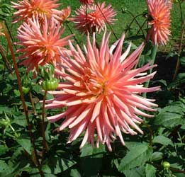 dahlia-5.jpg