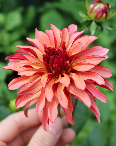 dahlia-art-deco-5_grande.jpg