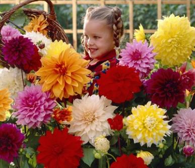 Dahlia-Dinnerplate-Mix.jpg