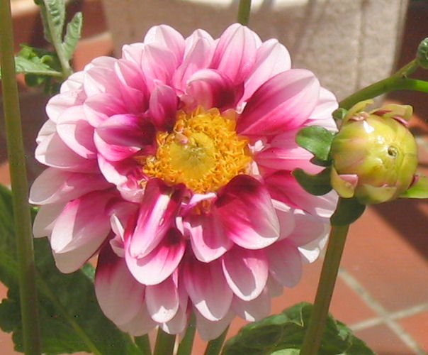Dahlia.jpg