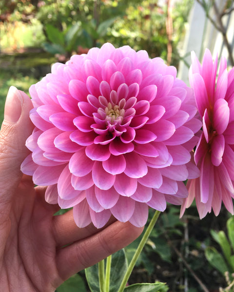 dahlia-rembrandt-00_grande.jpg