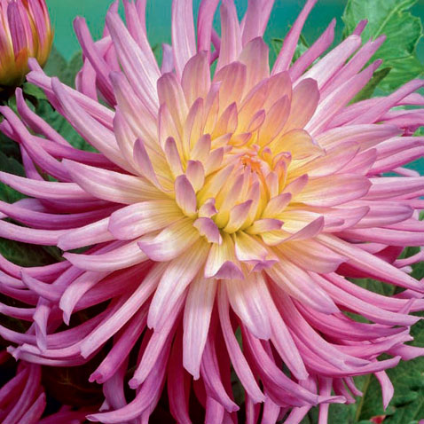 Dahlia-Star-Surprise.jpg