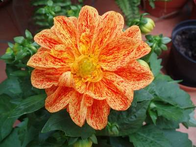 Dahlia_12-5-07.jpg