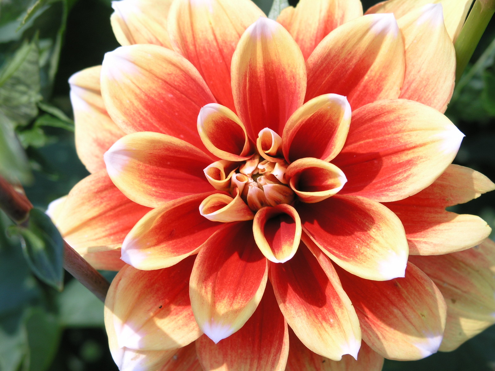 Dahlia_pinnata.JPG