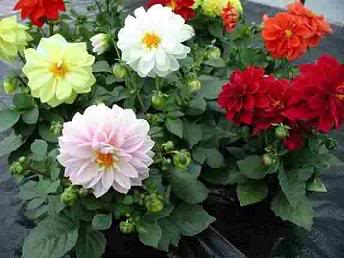 Dahlia_variabilisdaliaenana.jpg