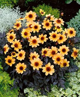 dalia%20nippon%7E0.jpg