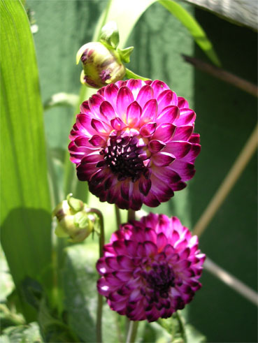dalia%20pompon%20copia.jpg