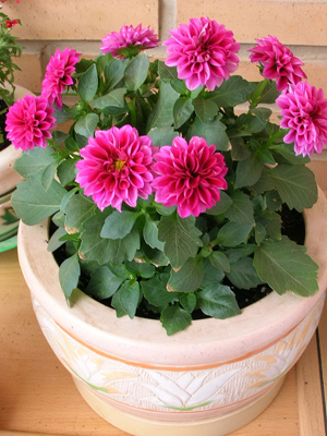 Dalia%20rosa.JPG