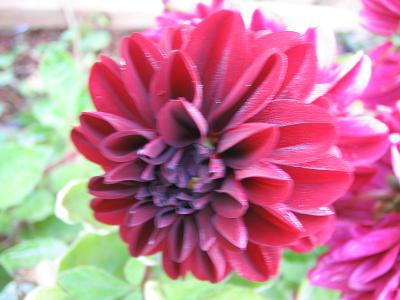dalia%7E0.jpg