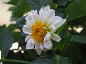 dalia%7E1.jpg