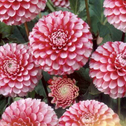 dalia-pompon-little-william_ES_500_0020612.jpg