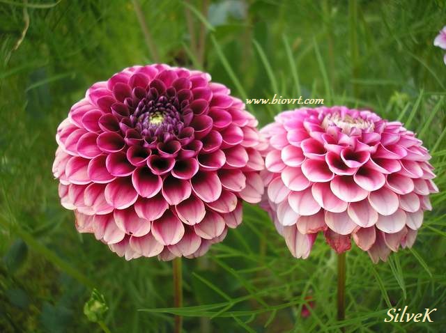 dalia-pompon1.jpg