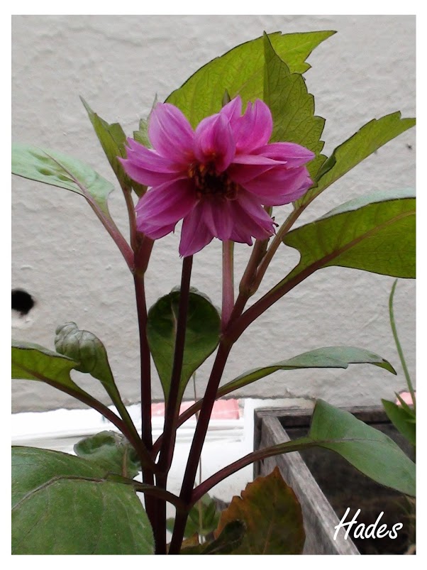 dalia02.jpg