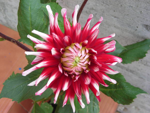 dalia1.jpg