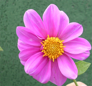 dalia1_copia.jpg
