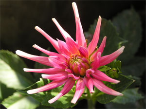 dalia2.jpg